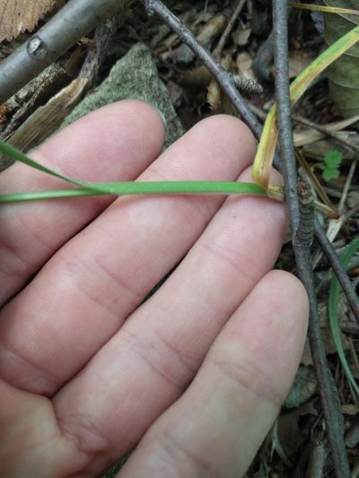 Carex virescens, photographed by Kevin Faccenda