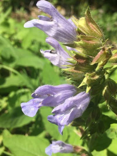 Salvia tomentosa, photographed by Максим Шумских