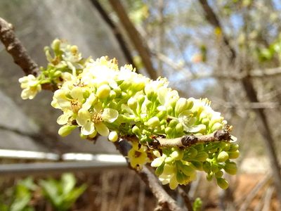 Casearia nitida, photographed by Francisco Farriols Sarabia
