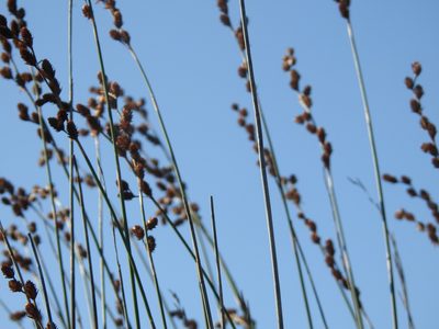 Thamnochortus spicigerus, photographed by Matthew Fainman
