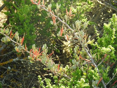 Septulina glauca, photographed by Matthew Fainman