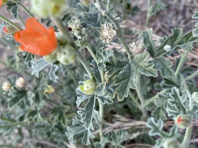 Sphaeralcea grossulariifolia, photographed by Matt Berger