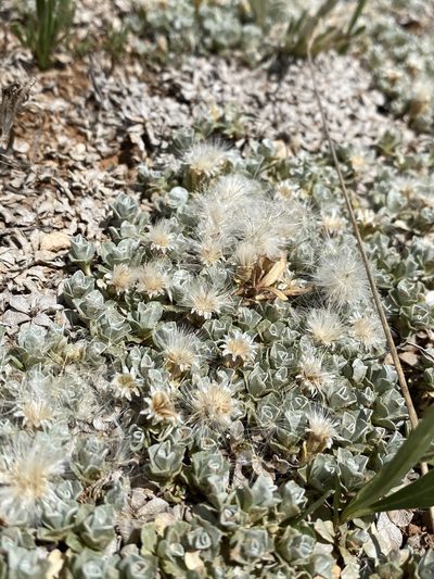 Antennaria rosulata, photographed by Matt Berger