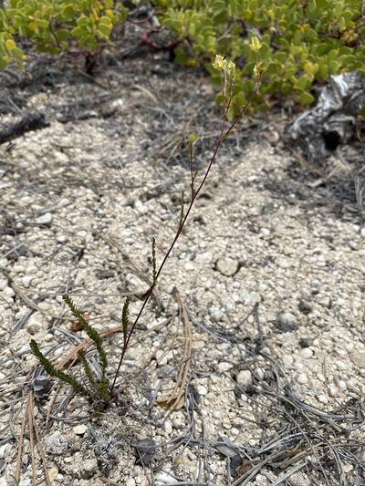 Potentilla sabulosa, photographed by Matt Berger