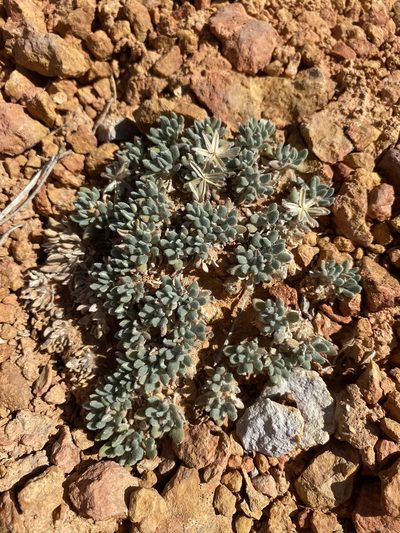 Chamaechaenactis scaposa, photographed by Matt Berger