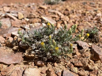 Xanthisma grindelioides, photographed by Matt Berger