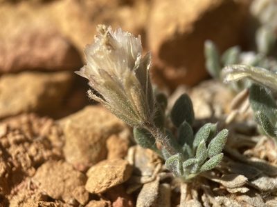 Chamaechaenactis scaposa, photographed by Matt Berger