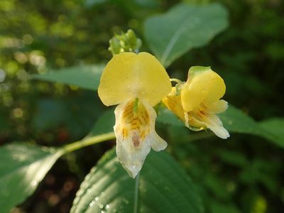 Impatiens edgeworthii, photographed by Alexis Tinker-Tsavalas
