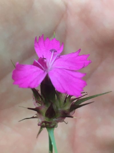 Dianthus capitatus, photographed by Максим Шумских