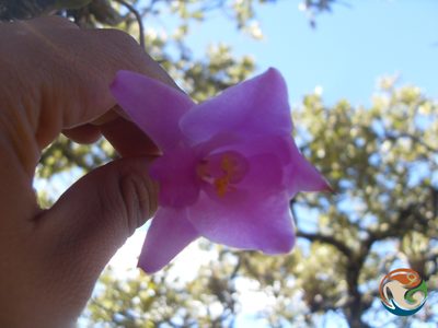 Laelia furfuracea, photographed by Eugenio Padilla