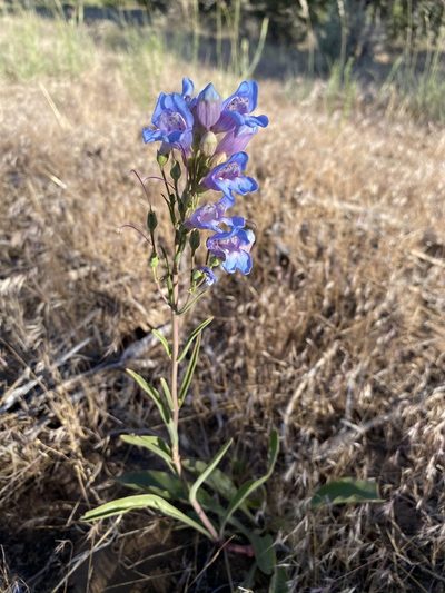 Penstemon comarrhenus, photographed by Matt Berger