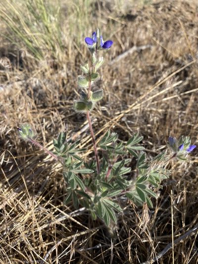 Lupinus kingii, photographed by Matt Berger
