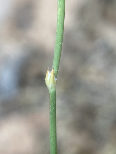 Eriogonum zionis, photographed by Matt Berger