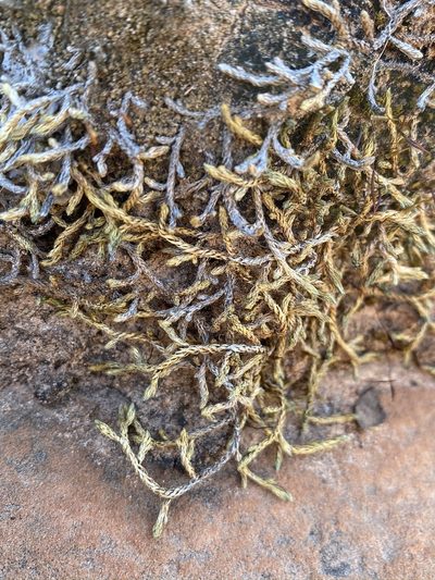 Selaginella underwoodii, photographed by Matt Berger