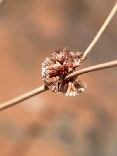 Eriogonum davidsonii, photographed by Matt Berger