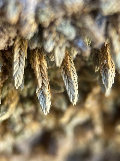 Selaginella utahensis, photographed by Matt Berger