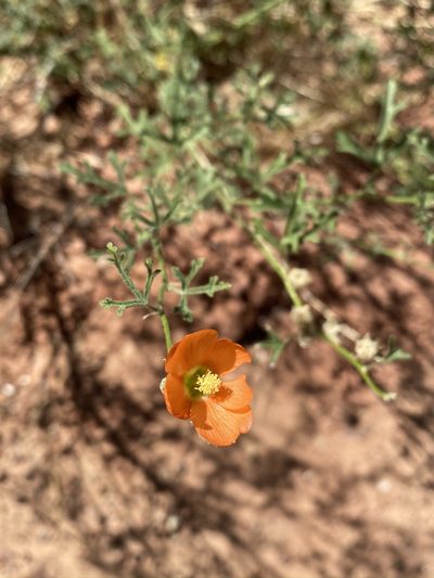 Sphaeralcea rusbyi, photographed by Matt Berger