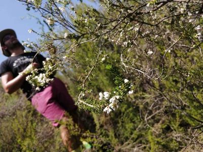 Erica brownleeae, photographed by Ricus Nel