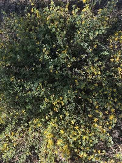 Acmispon decumbens, photographed by Jesse Grove