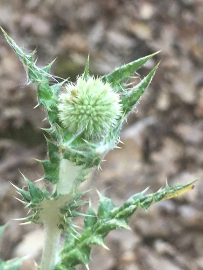 Echinops armatus, photographed by Максим Шумских