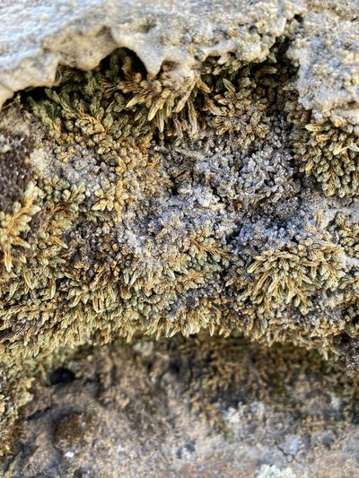 Selaginella utahensis, photographed by Matt Berger