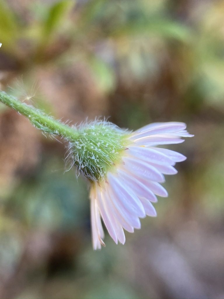 Erigeron sionis, photographed by Matt Berger
