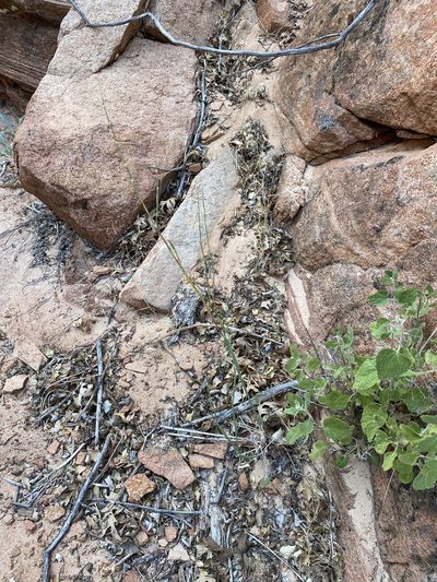 Eriogonum zionis, photographed by Matt Berger