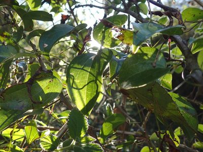 Dioscorea cotinifolia, photographed by Mahomed Desai