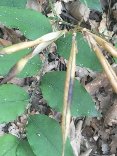 Lathyrus aureus, photographed by Максим Шумских