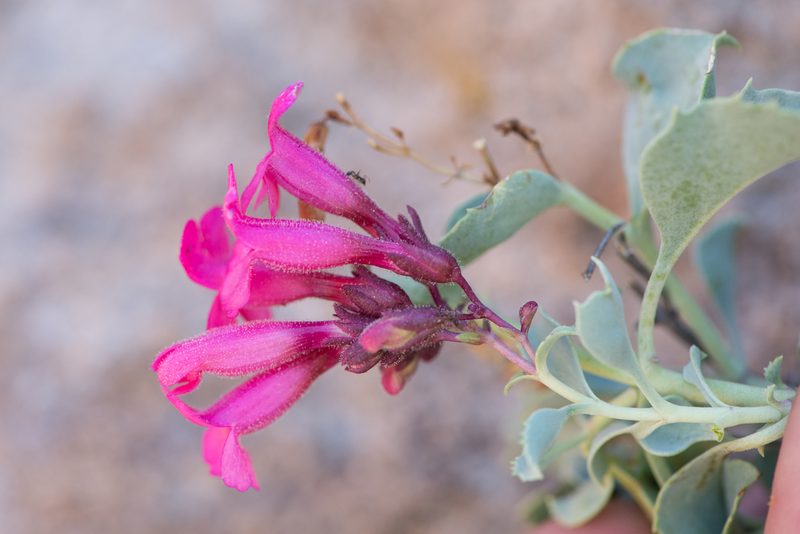 Penstemon petiolatus, photographed by Dominic Gentilcore
