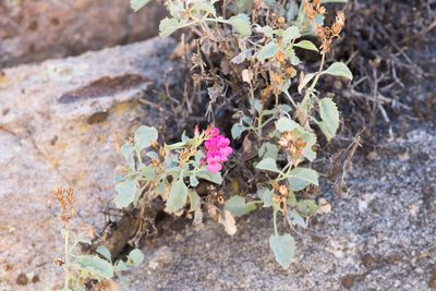 Penstemon petiolatus, photographed by Dominic Gentilcore