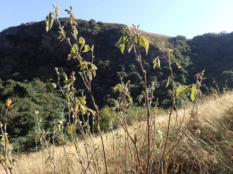 Flemingia grahamiana, photographed by Mahomed Desai