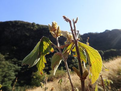 Flemingia grahamiana, photographed by Mahomed Desai