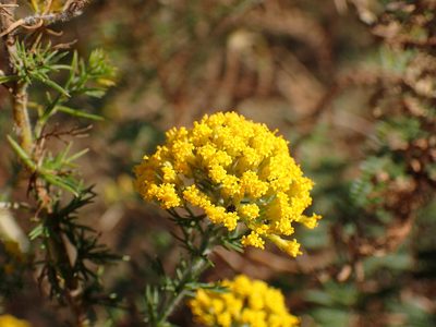 Phymaspermum acerosum, photographed by Mahomed Desai