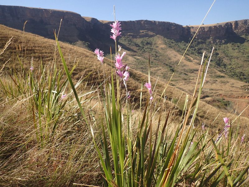 Dierama latifolium, photographed by Mahomed Desai