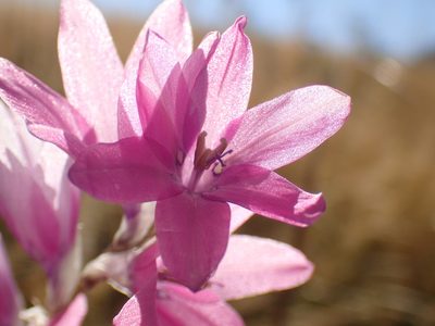 Dierama latifolium, photographed by Mahomed Desai
