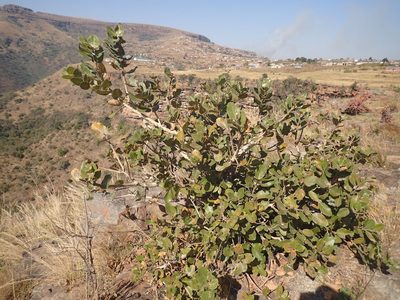 Ficus glumosa, photographed by Mahomed Desai