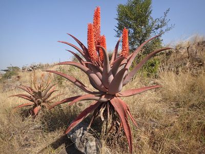 Aloe candelabrum, photographed by Mahomed Desai