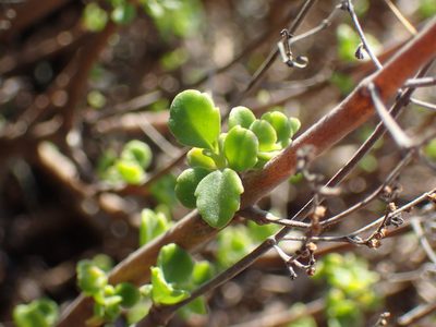 Aeollanthus parvifolius, photographed by Mahomed Desai