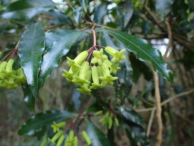 Peddiea africana, photographed by Mahomed Desai