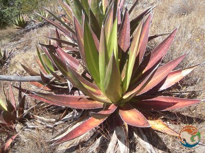 Agave angustiarum, photographed by Eugenio Padilla