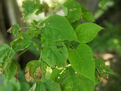Catalpa bignonioides, photographed by J.S. Carter