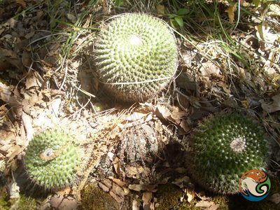 Mammillaria mystax, photographed by Eugenio Padilla