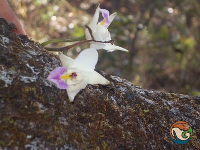 Laelia albida, photographed by Eugenio Padilla