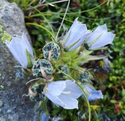 Campanula alpina, photographed by E. A.