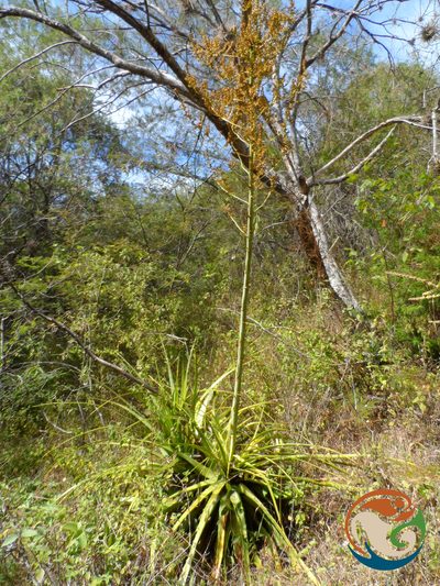 Hechtia sphaeroblasta, photographed by Eugenio Padilla