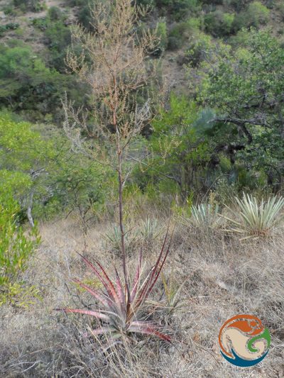 Hechtia sphaeroblasta, photographed by Eugenio Padilla