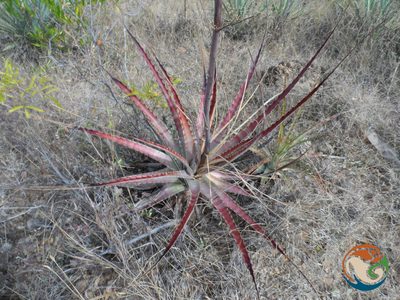Hechtia sphaeroblasta, photographed by Eugenio Padilla