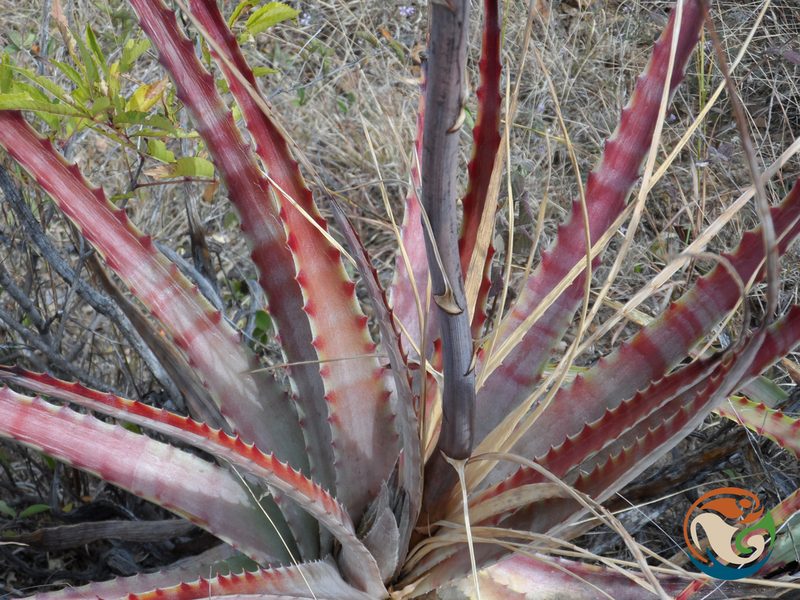 Hechtia sphaeroblasta, photographed by Eugenio Padilla