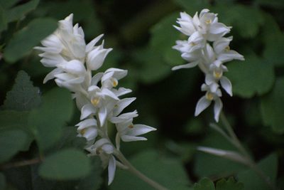 Cephalanthera austiniae, photographed by Jon Eilers